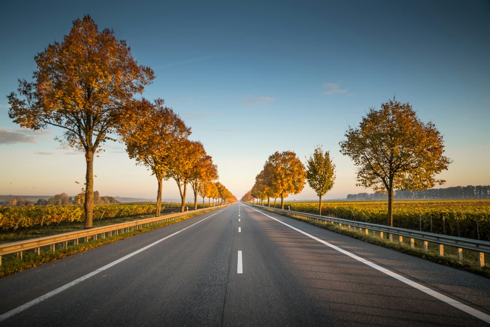 A long, straight open road lined with trees